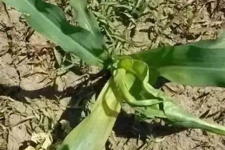 玉米缺磷是怎样形成的？
