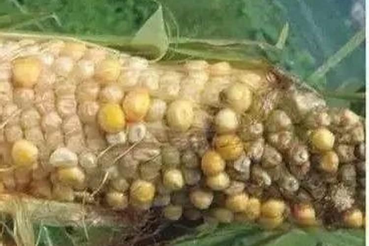 玉米缺磷是怎样形成的？