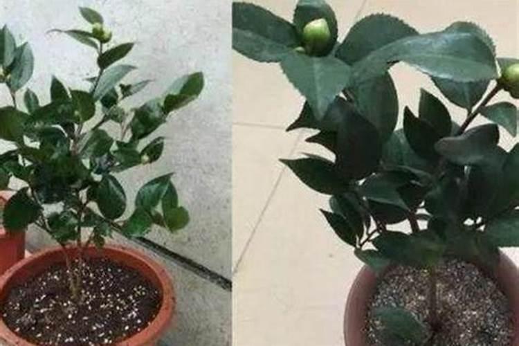 茶花如何施肥根旺叶茂