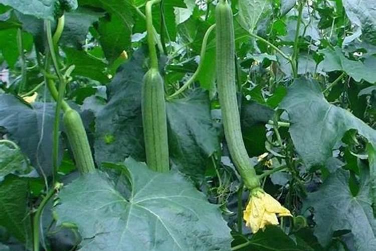 丝瓜中后期用什么肥料追肥