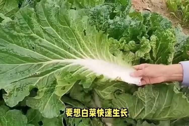 大白菜现在施尿素还好不好现在？
