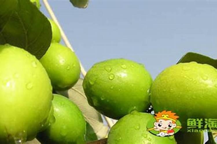 重庆种植台湾青枣 [青枣种植的方法]
