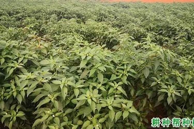 无公害蔬菜施肥原则是什么？