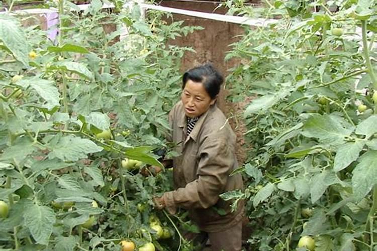无公害蔬菜生产的施肥原则有哪些？