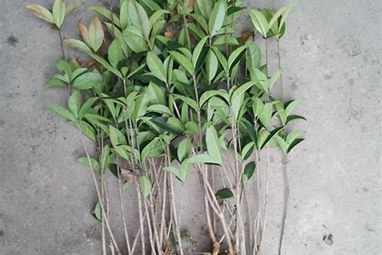 桂花树专用肥有哪些 施肥注意事项