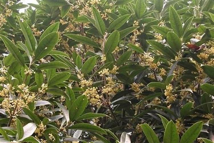 桂花树专用肥有哪些