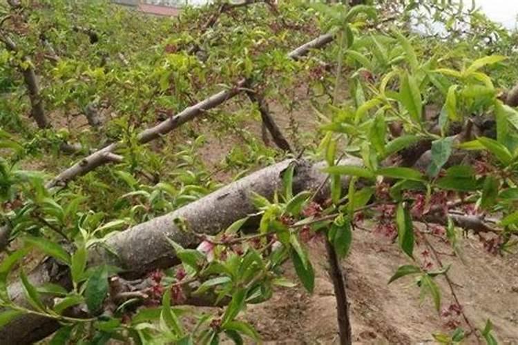 果树花期补硼、花后补钙,补错了果子当然长不好