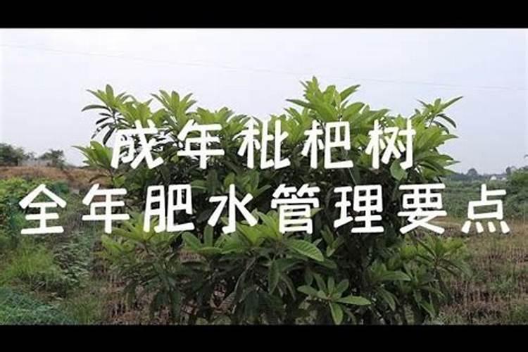枇杷树施什么肥料