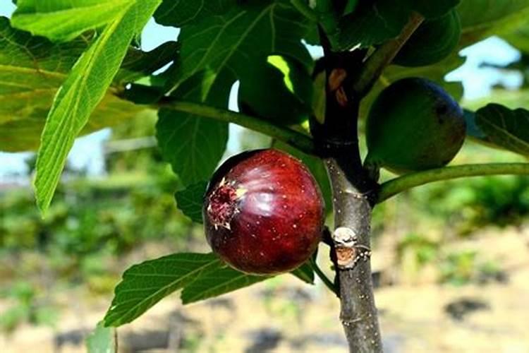 无花果如何施肥 无花果怎么施肥好
