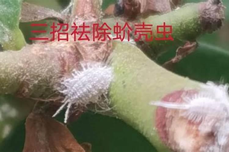 发财树上冒出透明液体是什么