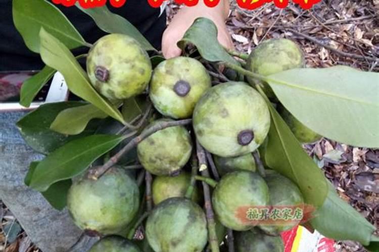 野菜有多少种类？