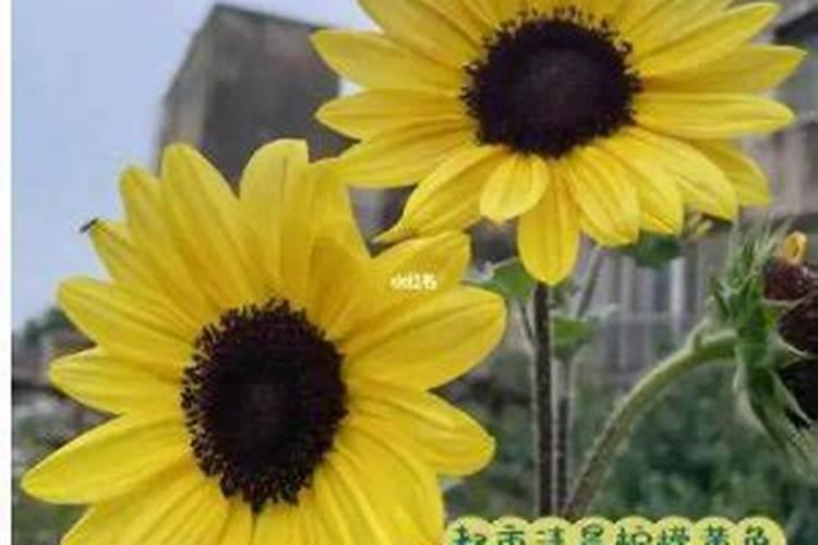 太阳花这种植物,怎么养才能更旺？