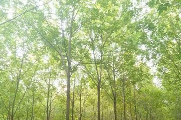 白蜡树用什么肥料最好