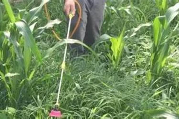 玉米喷施芸苔素能不能增产？如果能增产,在哪个阶段喷施最好？百度知 ...