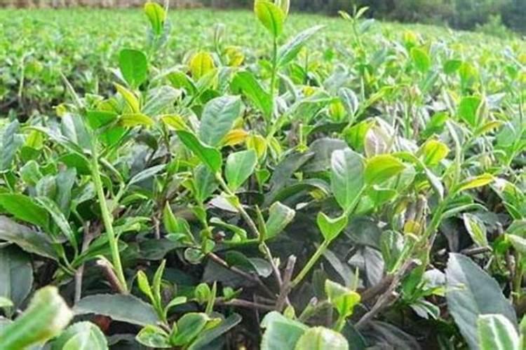 茶叶叶面肥催芽肥的正确使用