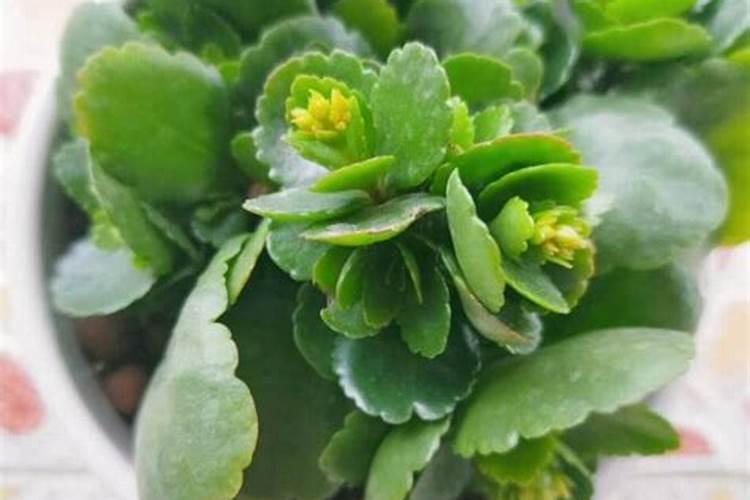 长寿花开花的时候能上肥吗 长寿花怎么施肥长得好