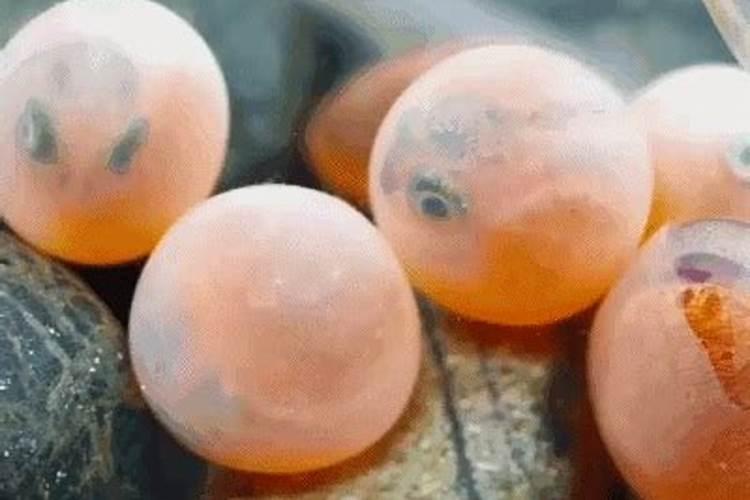 冬天鱼在水里不冷吗