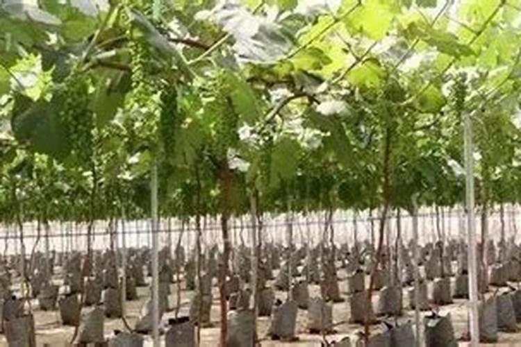 盆栽柚子树种植的管理方法