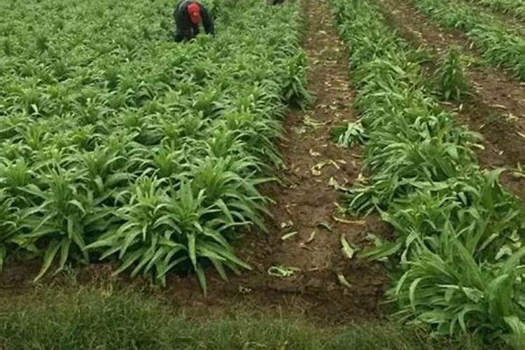 种植莴笋需谨记,怎样才不会烂茎干呢？