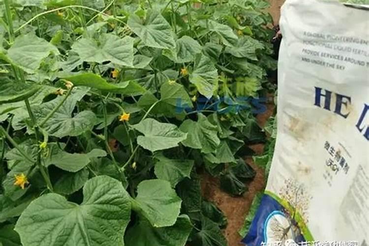 什么肥能让植物根茎粗壮