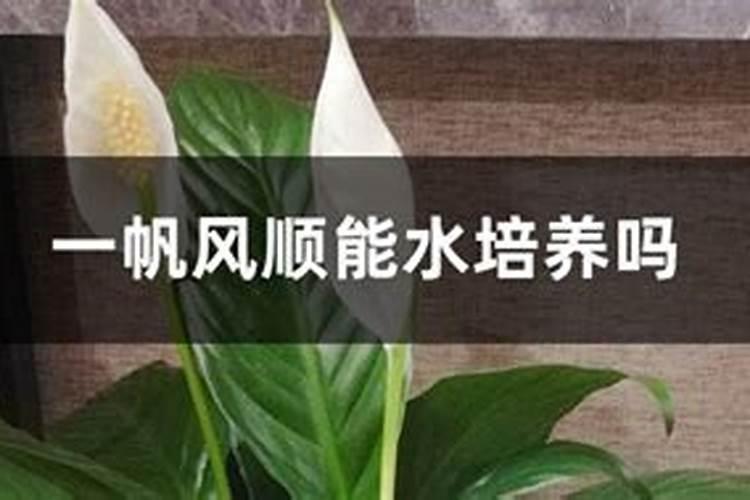 一帆风顺浇水过多怎么救活,一帆风顺黄叶怎么补救