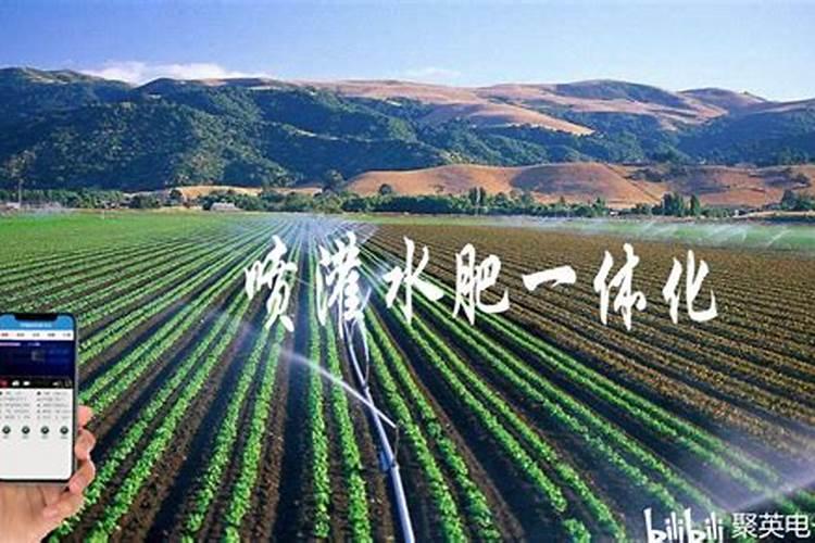 槟榔多久放一次肥料