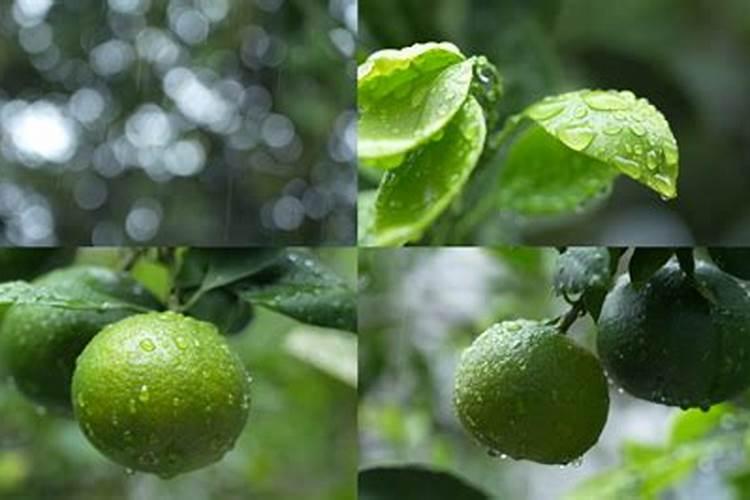 几年的桔子树突然一场大雨后就枯萎了是怎么回事？