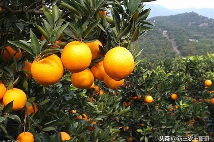 桔子树上开裂怎么治疗？