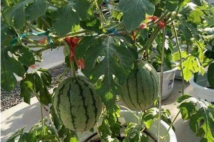 西瓜施肥时间及方法
