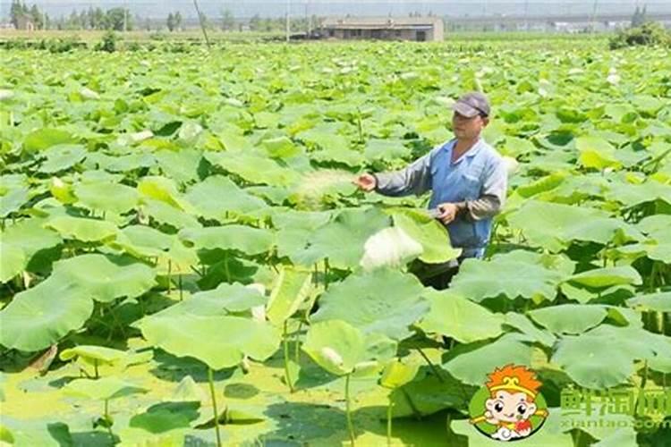 莲藕用什么叶面肥好‘莲藕表皮颜色不好看,有黑斑？