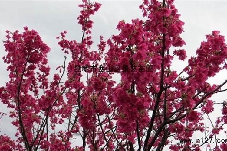 樱花怎么施肥