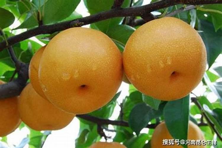 赣东北适合种什么果树？