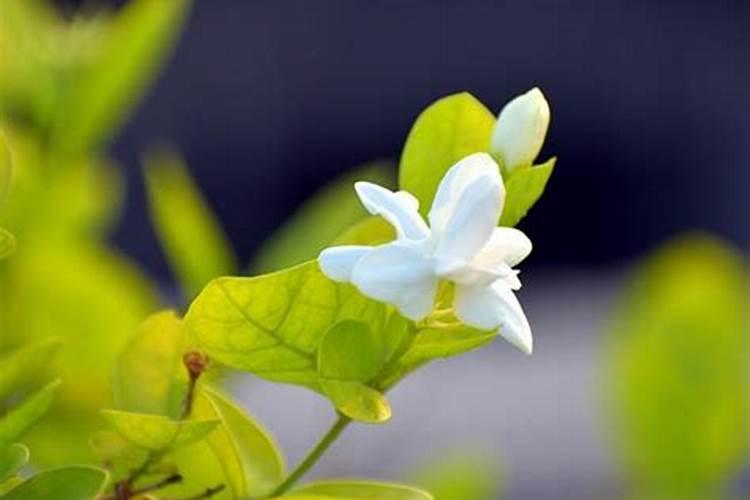 茉莉花叶子颜色变浅是怎么回事(茉莉叶子浅绿色是缺肥吗)