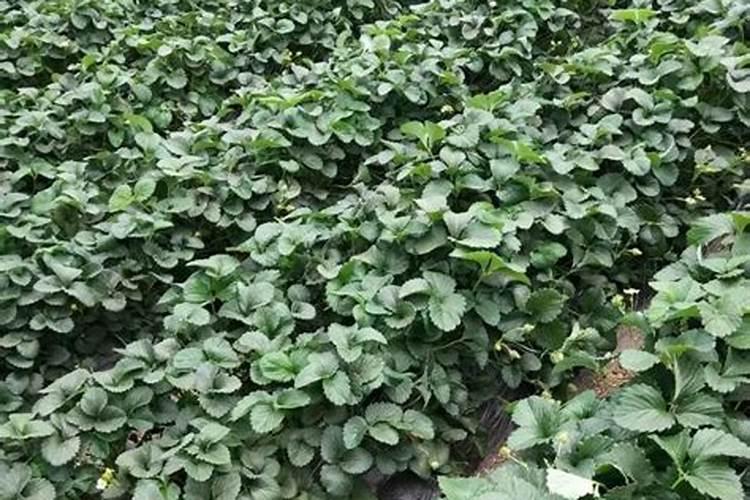 盆栽草莓怎么施肥和浇水 具体方法是什么