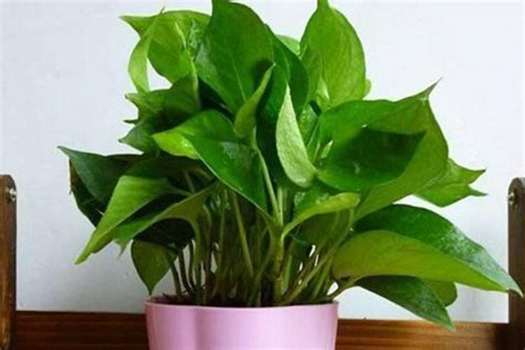 观叶植物用什么肥最好 如何施肥让叶子更油亮