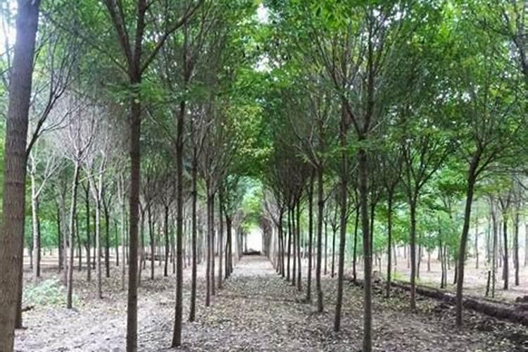 果树全年都使用水溶肥可以吗