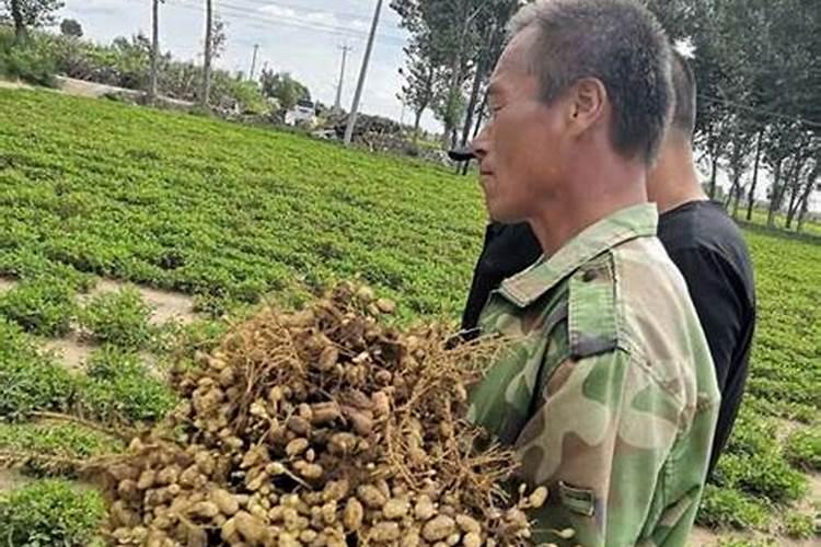 种植花生每亩地需要投入化肥多少钱