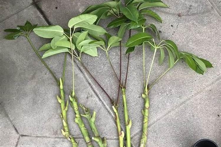 请问扦插的时候,给叶面喷施点叶面肥,可否促进成活？抑或更容易死？