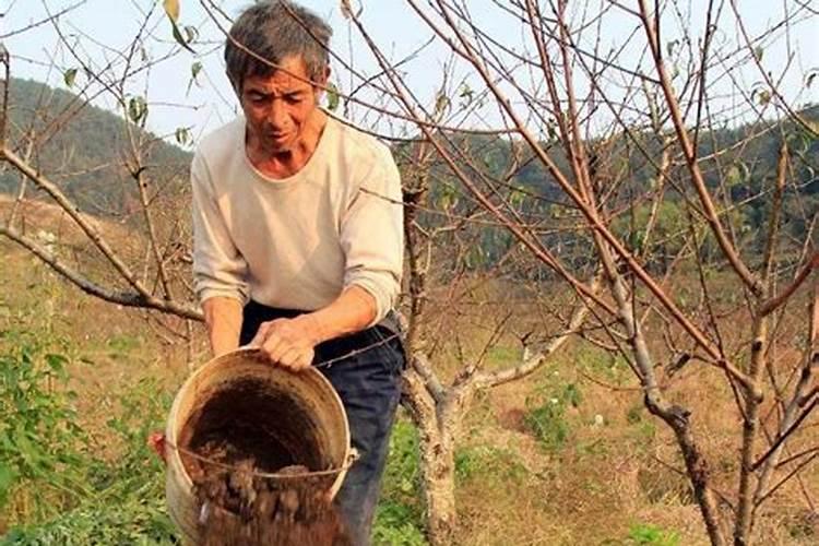 桃树怎么施肥好？来自王大哥的分享