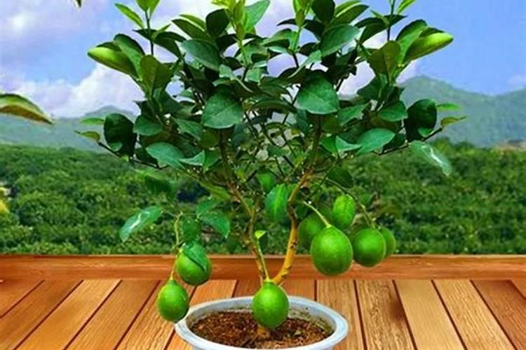 在柠檬树开花的时候,可以用磷酸二氢钾做肥料吗？