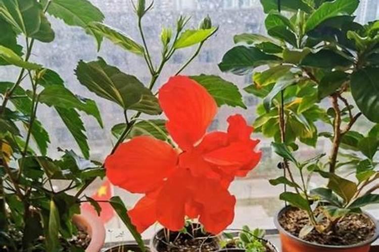 盆栽扶桑花怎么施肥 具体方法是什么