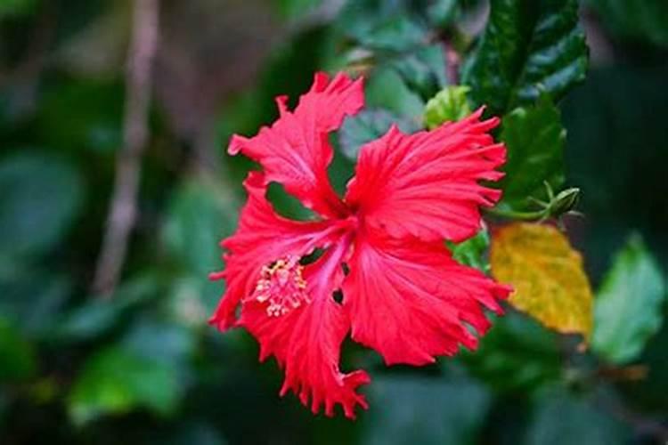 盆栽扶桑花怎么施肥