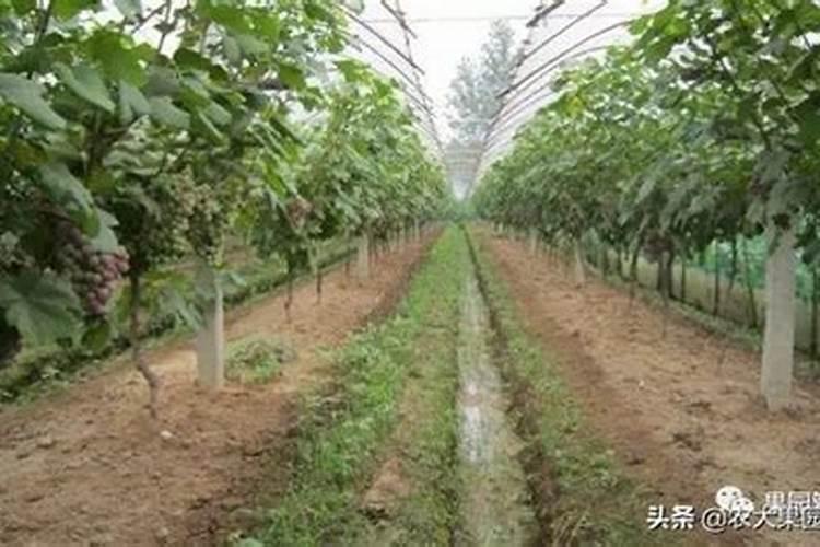 葡萄如何施底肥(秋肥)农家肥及化肥用量。