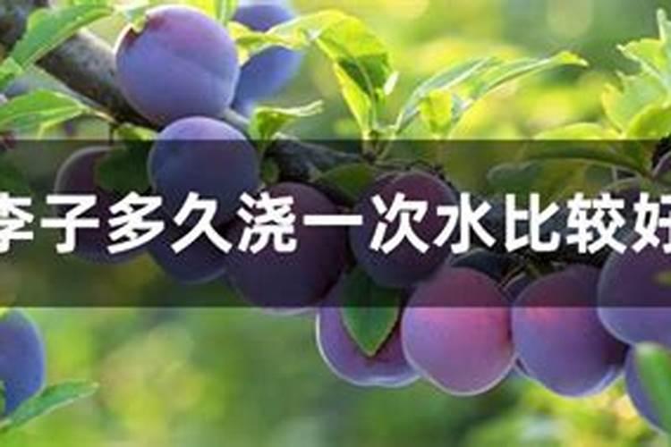 嫁接的李子树苗才种一个多月上面干了怎么办？