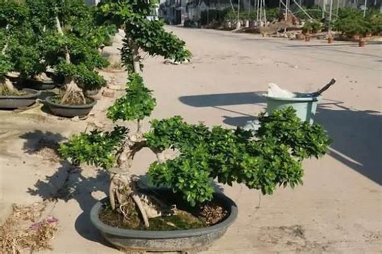 榕树花肥制作与使用方法