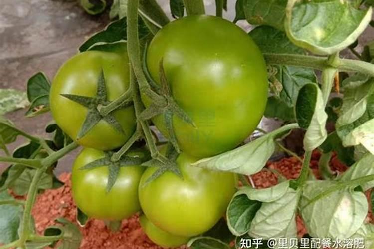 打番茄用什么叶面肥好？