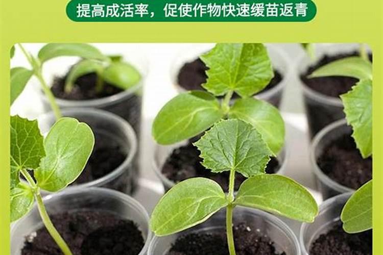 促生根的最佳肥料