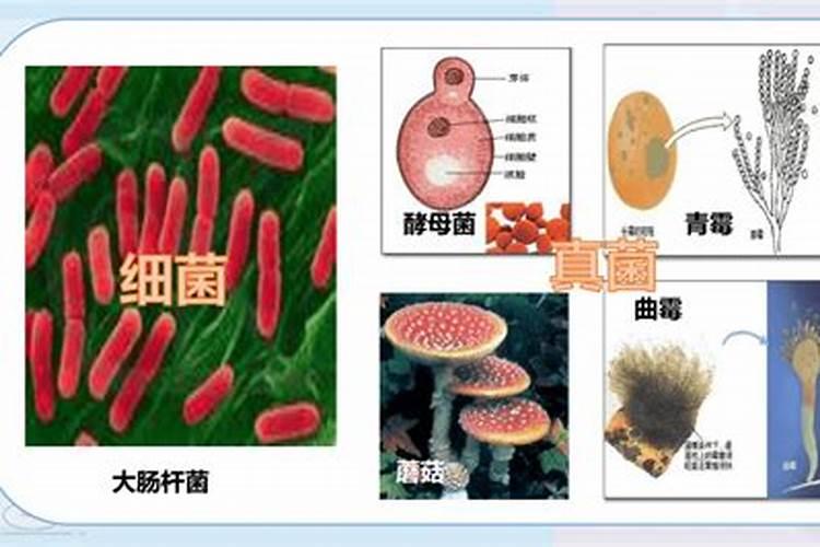 桃树开花后打什么药保果