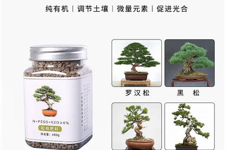 黑松用什么肥料较好