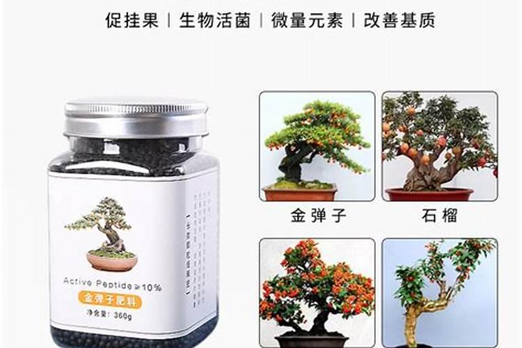 黑松怎么养 有哪些注意事项